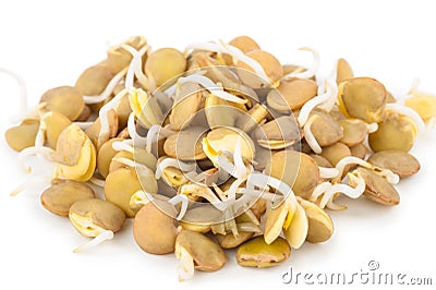 Sprouted lentils Stock Photo