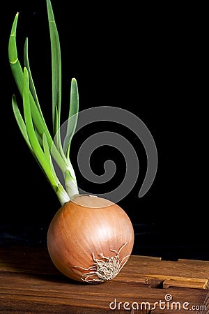 Sprouted Onion Stock Photo