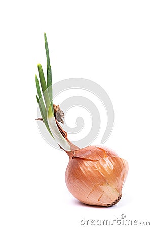 Sprouted onion isolated Stock Photo