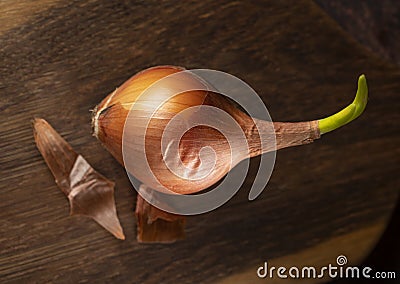 Sprouted onion Stock Photo