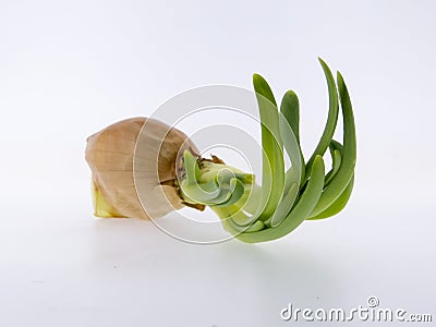 Sprouted onions Stock Photo