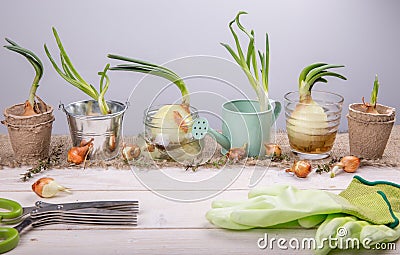 Sprouted onions on a white wooden table with garden tools. Stock Photo