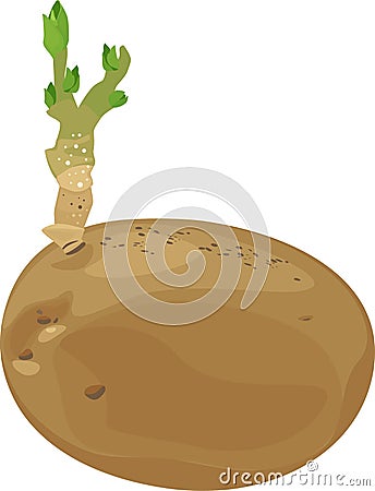 Sprouted potatoes Stock Photo