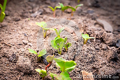 Sprouted radish close-up. Small green germinal leaves in vegetable garden soil Stock Photo