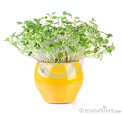 Sprouted radish seeds microgreens. Vegan and healthy eating. Stock Photo