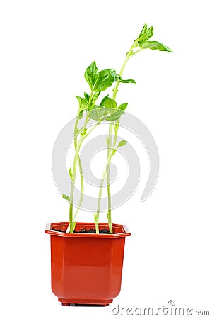 Sprouted seed of broad or fava beans in brown pot isolated on white Stock Photo