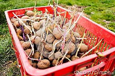 Sprouted seedlings of seed potatoes Stock Photo