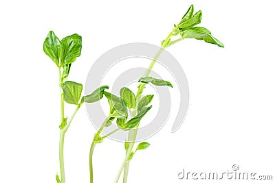 Sprouted seeds of broad or fava beans isolated on white Stock Photo