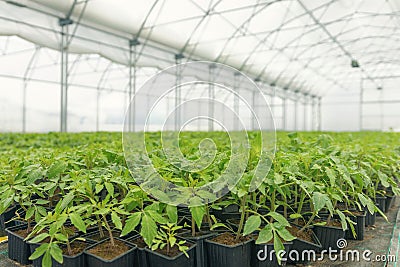 Sprouted Tomato. Potted Tomato Seedlings Green Leaves. Stock Photo