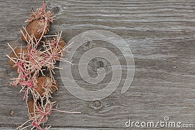 Sprouted weird organic potatoes on rustic wooden background. Flabby, wrinkled, ugly potato with young sprouts and roots. Planting Stock Photo