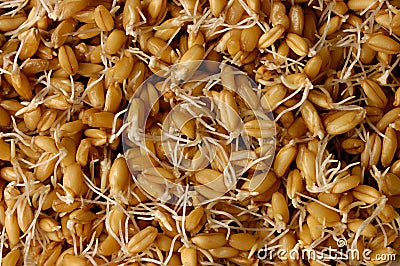 Sprouted Wheat Grains Stock Photo
