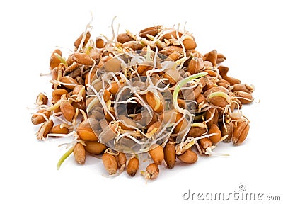 Sprouted wheat seeds Stock Photo