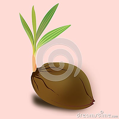 Sprouting-coconut vector Stock Photo