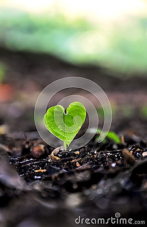 Sprouting Heart Stock Photo