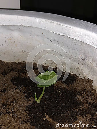 A sprouting Philodendron selloum bud leaf. Stock Photo