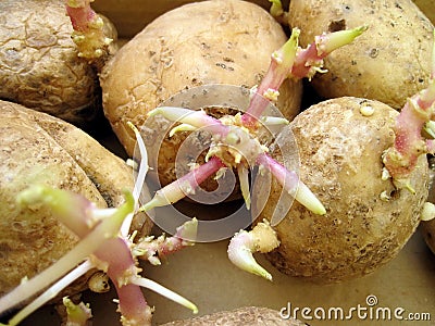 Sprouting potato Stock Photo