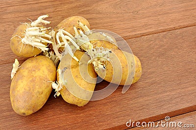 Sprouting Potatoes Stock Photo