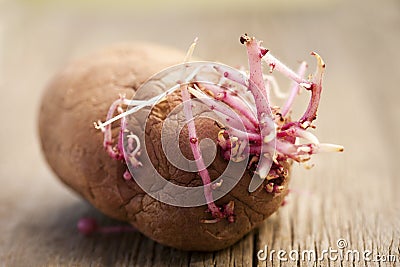 sprouting potatoes Stock Photo