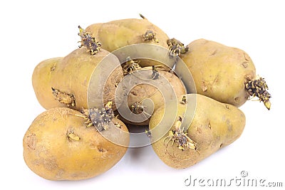 Sprouting potatoes Stock Photo