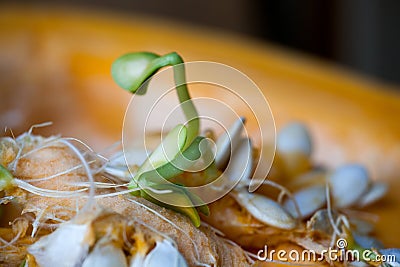 Sprouting pumpkin seeds and fibrous strands within cut pumpkin. Close-up Stock Photo