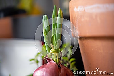 Sprouting red onion top. Stock Photo