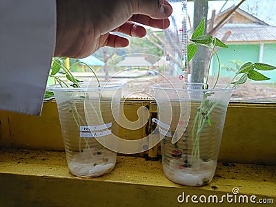 Sprouting Science: How Mung Beans Teach Students About Life and Growth Stock Photo