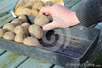 Sprouting seed potatoes. Stock Photo