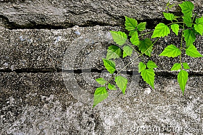 Sprouting seedling on concrete Stock Photo