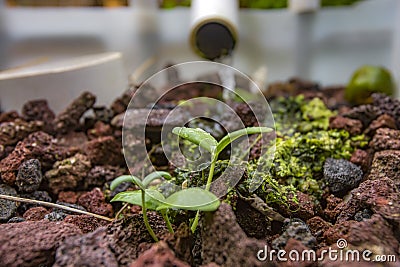 Sprouting squash in an aquaponics system Stock Photo