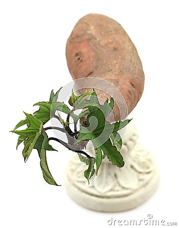 Sprouting Yam on a pedestal Stock Photo