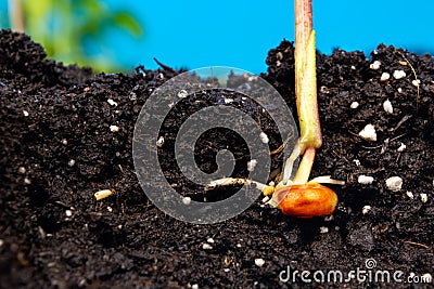 Sprouts of corn soil with exposed roots emanating from grain Stock Photo
