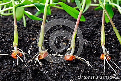 Sprouts of corn soil with exposed roots emanating from grain Stock Photo