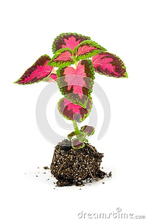 Sprouts of flowers(Coleus Lour) Stock Photo