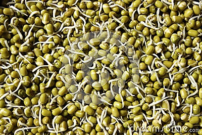 Sprouts green gram Stock Photo