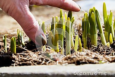 Sprouts of green grass on brown ground and hand of old person in early spring. Pensioner touches young grass on Sunny day. Hand of Stock Photo