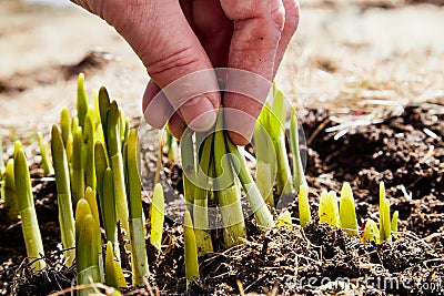 Sprouts of green grass on brown ground and hand of old person in early spring. Pensioner touches young grass on Sunny day. Hand of Stock Photo