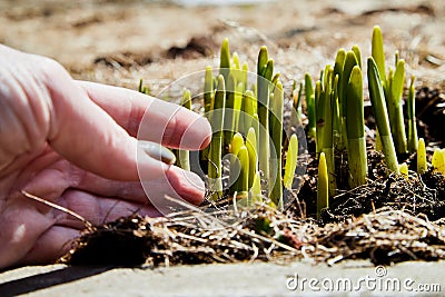 Sprouts of green grass on brown ground and hand of old person in early spring. Pensioner touches young grass on Sunny day. Hand of Stock Photo