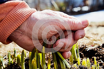 Sprouts of green grass on brown ground and hand of old person in early spring. Pensioner touches young grass on Sunny day. Hand of Stock Photo