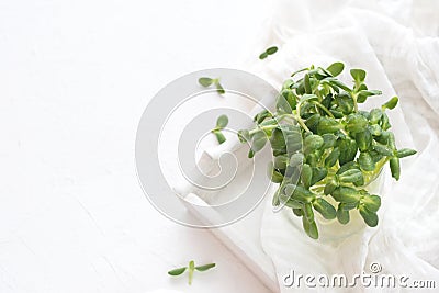 Sprouts of microgreen sunflower in a glass on a tray and on a white textured background Stock Photo