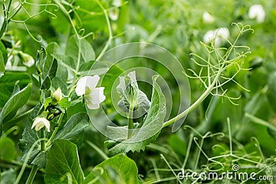 Sprouts of peas close-up. Home cultivation Stock Photo