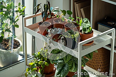 Sprouts potted plant on cart at home. Houseplants - Pilea peperomioides, Alocasia Bambino, Anthurium Stock Photo