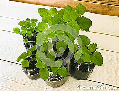 sprouts of seedlings of lemon balm and mint at home in glass jars Stock Photo