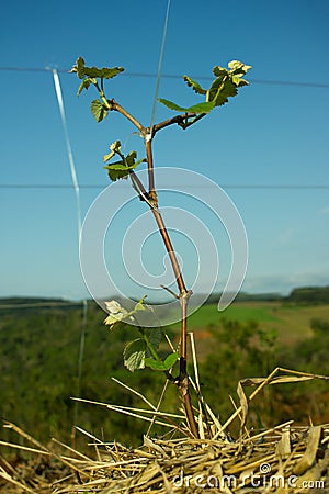 Sprouts on a Small Grape Tree Stock Photo