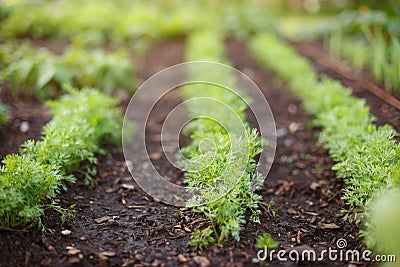 Sprouts of young carrots grow on a garden bed. Stock Photo