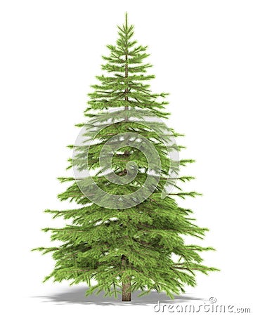 Spruce Stock Photo