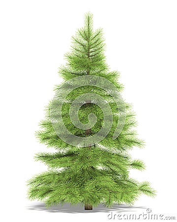 Spruce Stock Photo