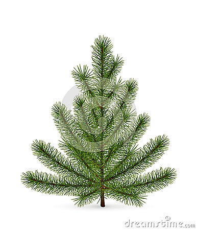 Spruce Vector Illustration