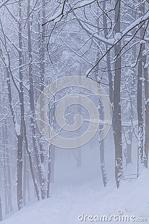 Spruce and beech forest on a foggy winter day in the Silesian Beskids, Poland Stock Photo