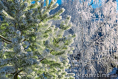 Spruce and birch trees coverd with frost in winter forest, close-up. Snow lies on the branches of trees and glistens in the sun Stock Photo