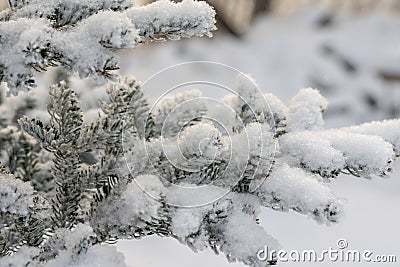 Spruce branch covered with snow Winter snow sunshine background Stock Photo